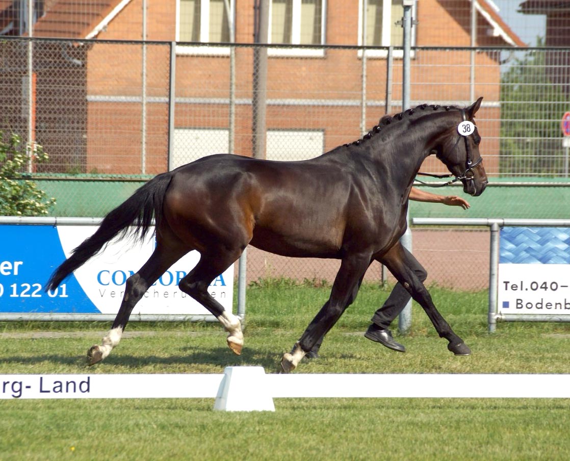 Horse